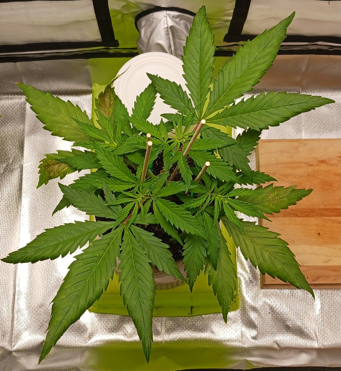 Viparspectra Grow 13 January 2023 Zkittlez.jpg