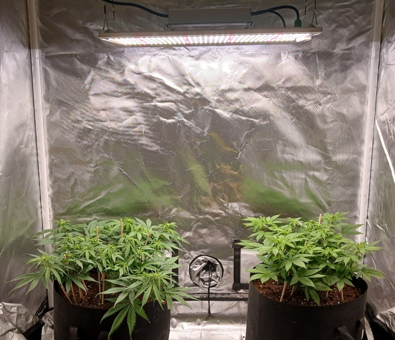 Viparspectra Grow 14 February 2023 1.jpg