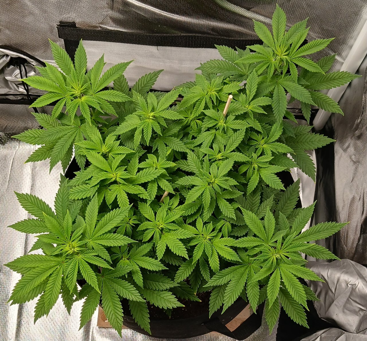 Viparspectra Grow 14 February 2023 Blueberry.jpg