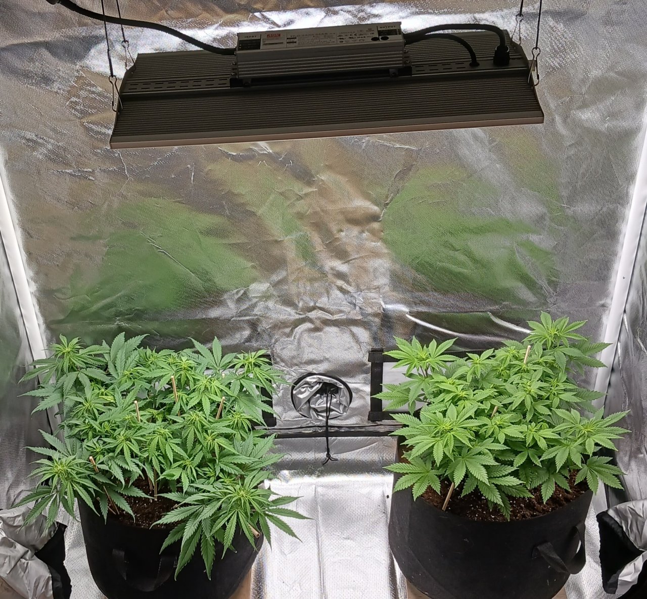 Viparspectra Grow 14 February 2023.jpg