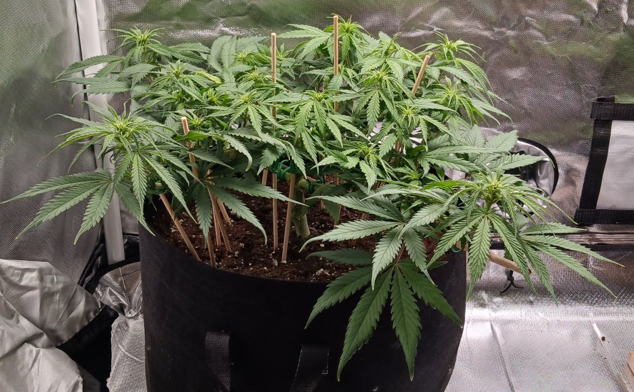 Viparspectra Grow 14 February 2023 Zkittlez 1.jpg