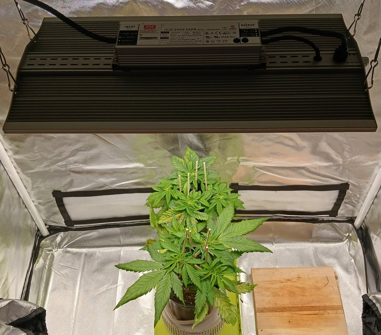 Viparspectra Grow 14 January 2023.jpg