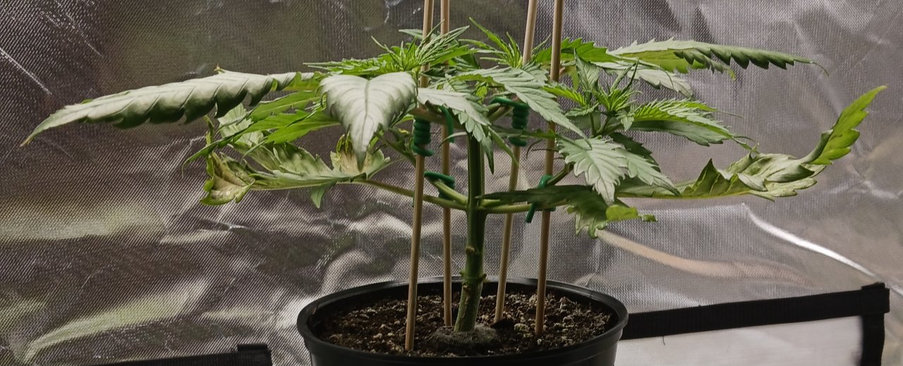 Viparspectra Grow 14 January 2023 Zkittlez 1.jpg