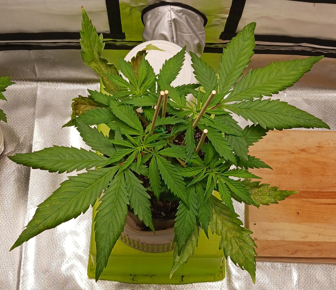 Viparspectra Grow 14 January 2023 Zkittlez.jpg