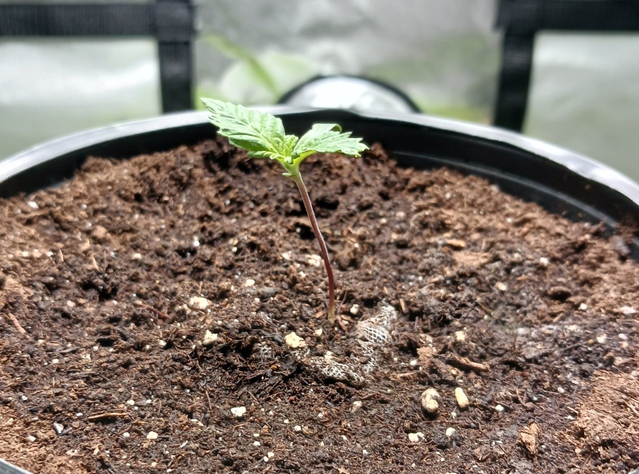 Viparspectra Grow 15 December 2022 Blueberry 1.jpg