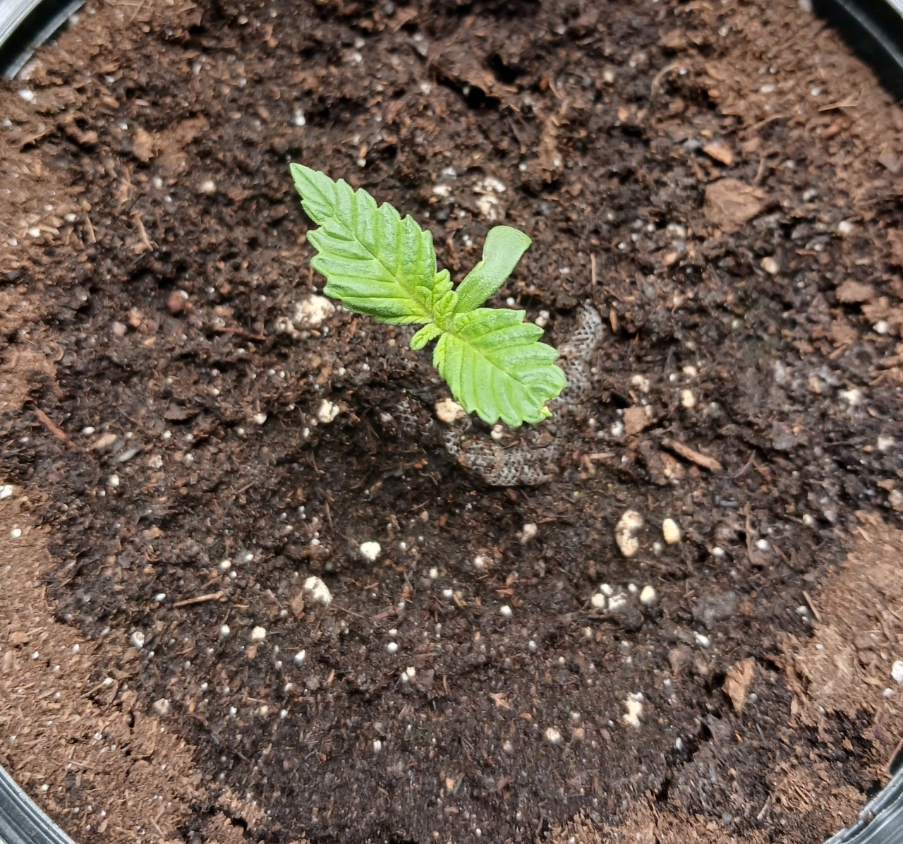 Viparspectra Grow 15 December 2022 Blueberry.jpg