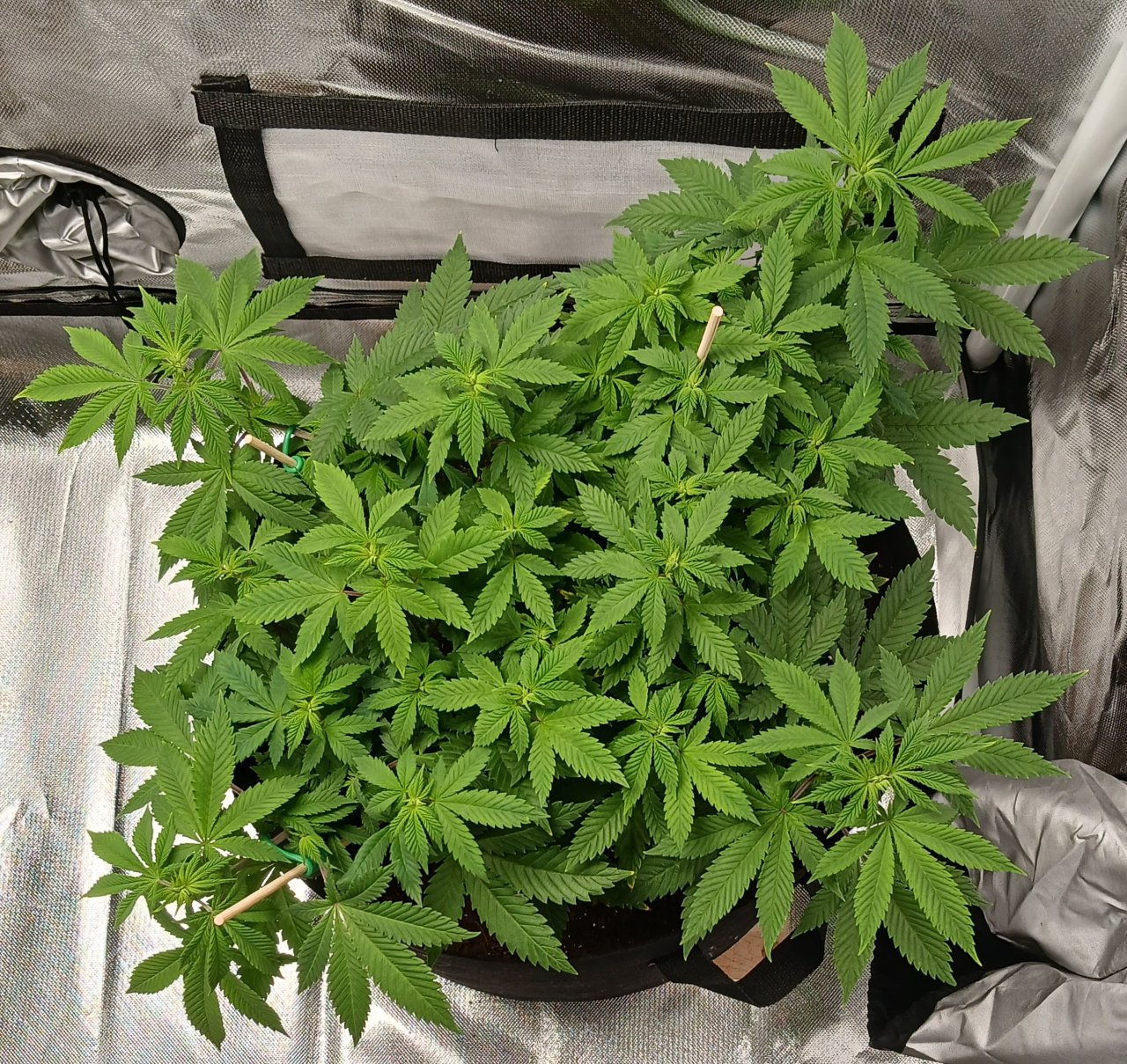 Viparspectra Grow 15 February 2023 Blueberry.jpg