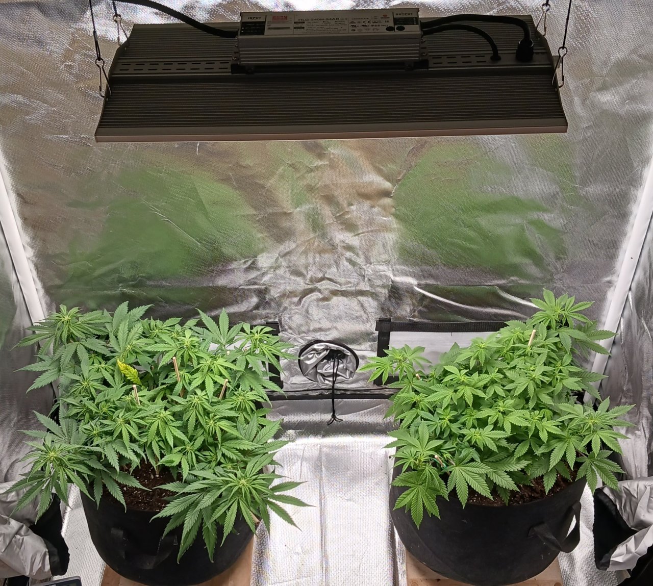 Viparspectra Grow 15 February 2023.jpg