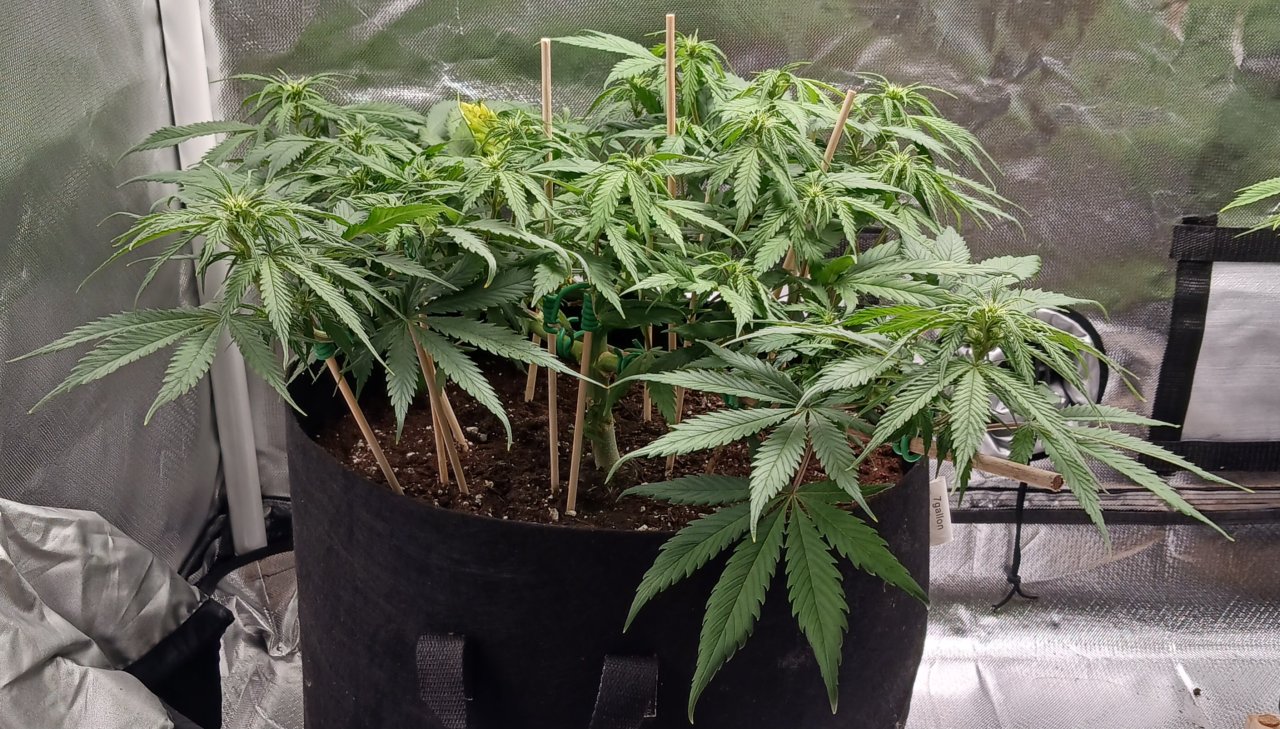 Viparspectra Grow 15 February 2023 Zkittlez 1.jpg