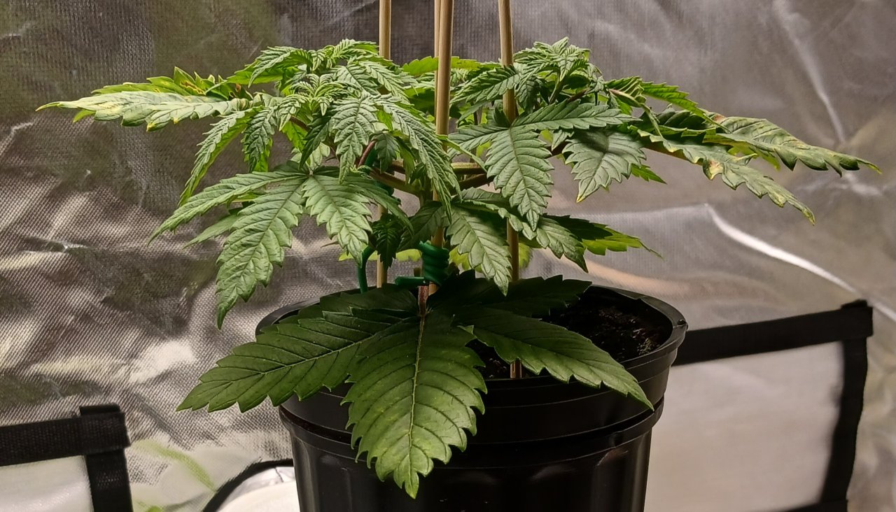 Viparspectra Grow 15 January 2023 Blueberry 1.jpg