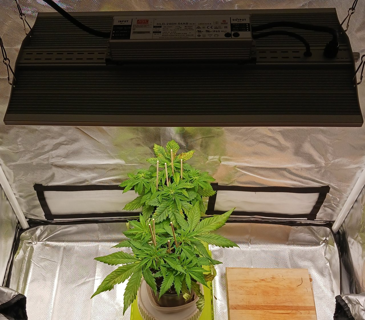 Viparspectra Grow 15 January 2023.jpg