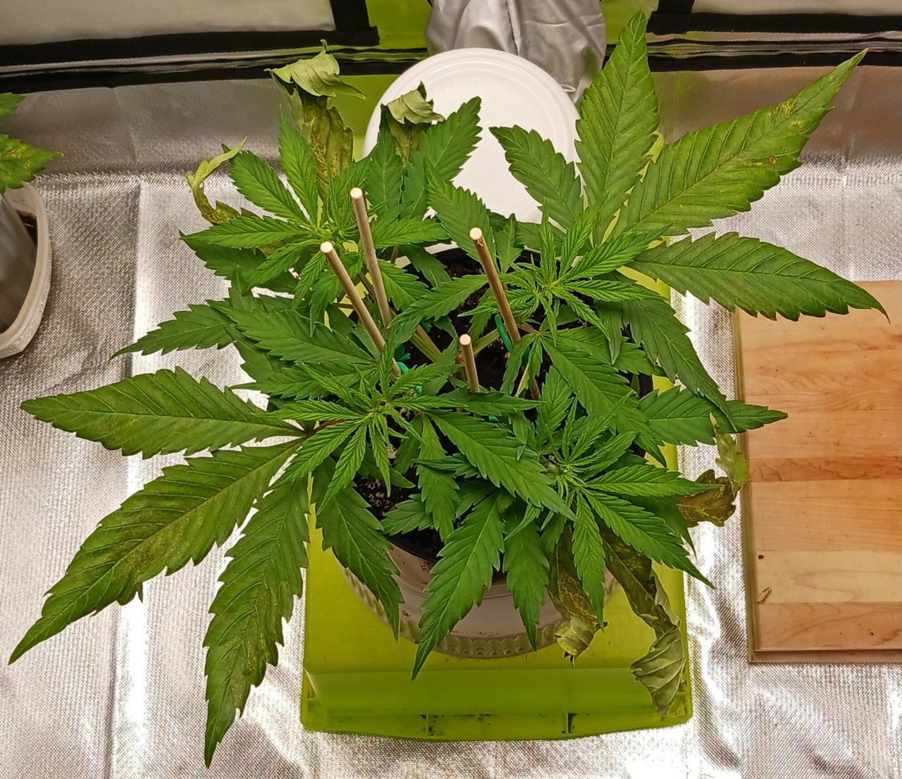 Viparspectra Grow 15 January 2023 Zkittlez.jpg