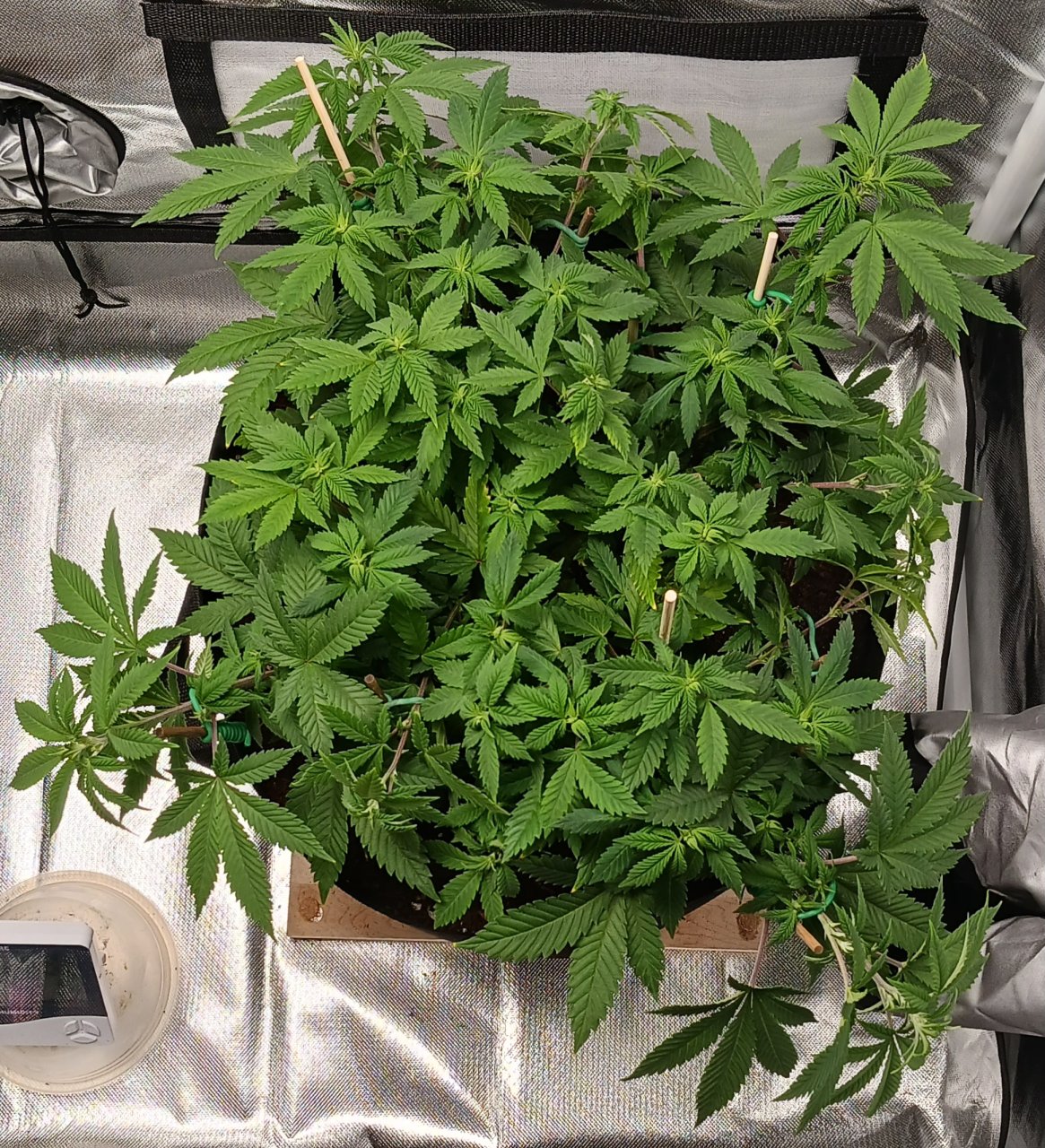 Viparspectra Grow 16 February 2023 Blueberry.jpg