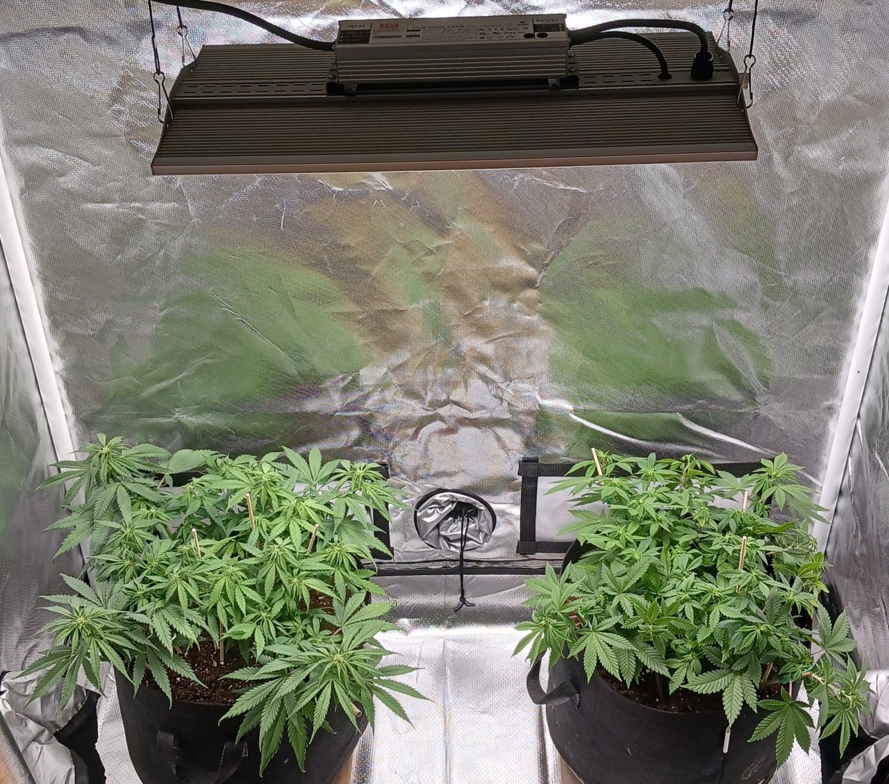 Viparspectra Grow 16 February 2023.jpg