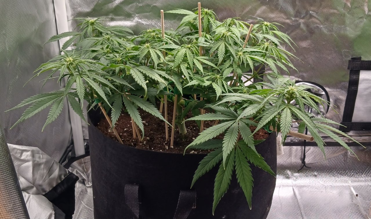 Viparspectra Grow 16 February 2023 Zkittlez 1.jpg