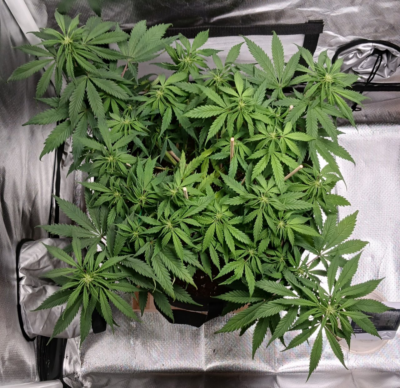 Viparspectra Grow 16 February 2023 Zkittlez.jpg