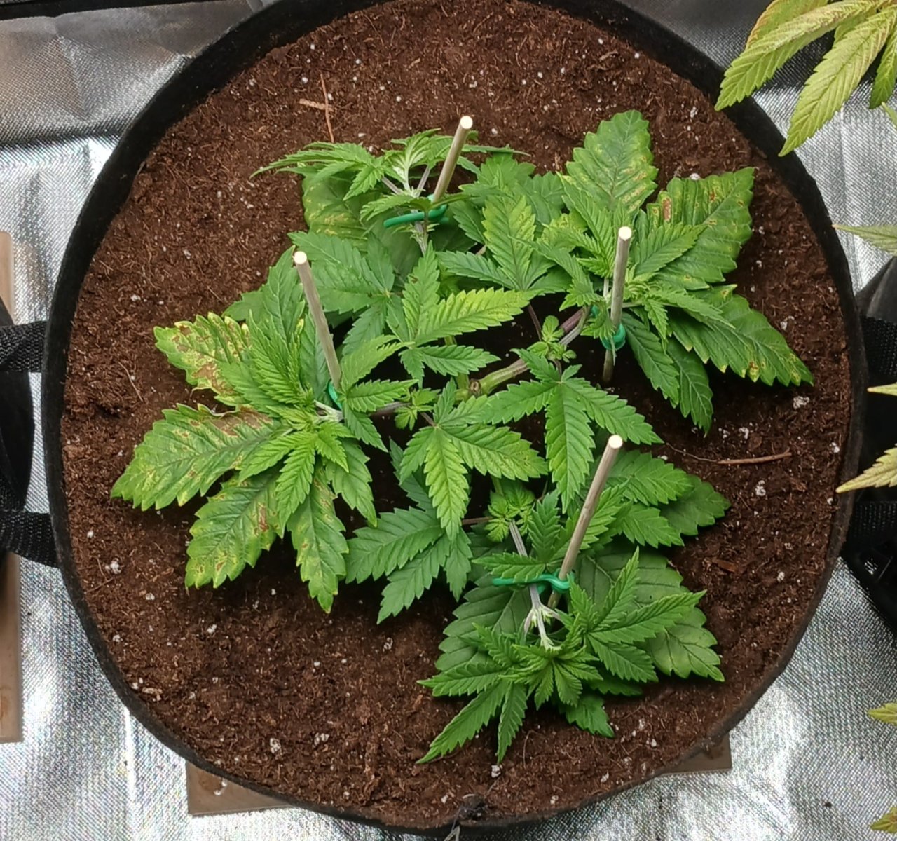 Viparspectra Grow 16 January 2023 Blueberry.jpg