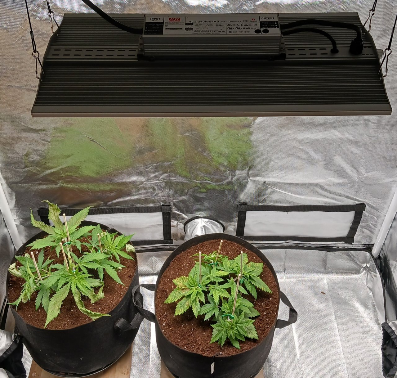 Viparspectra Grow 16 January 2023.jpg