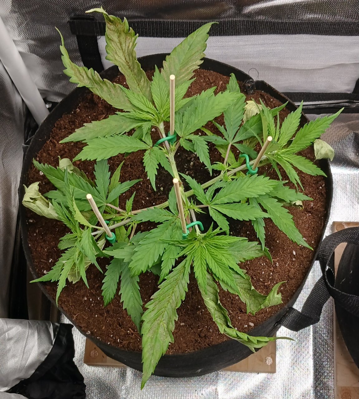 Viparspectra Grow 16 January 2023 Zkittlez 2.jpg