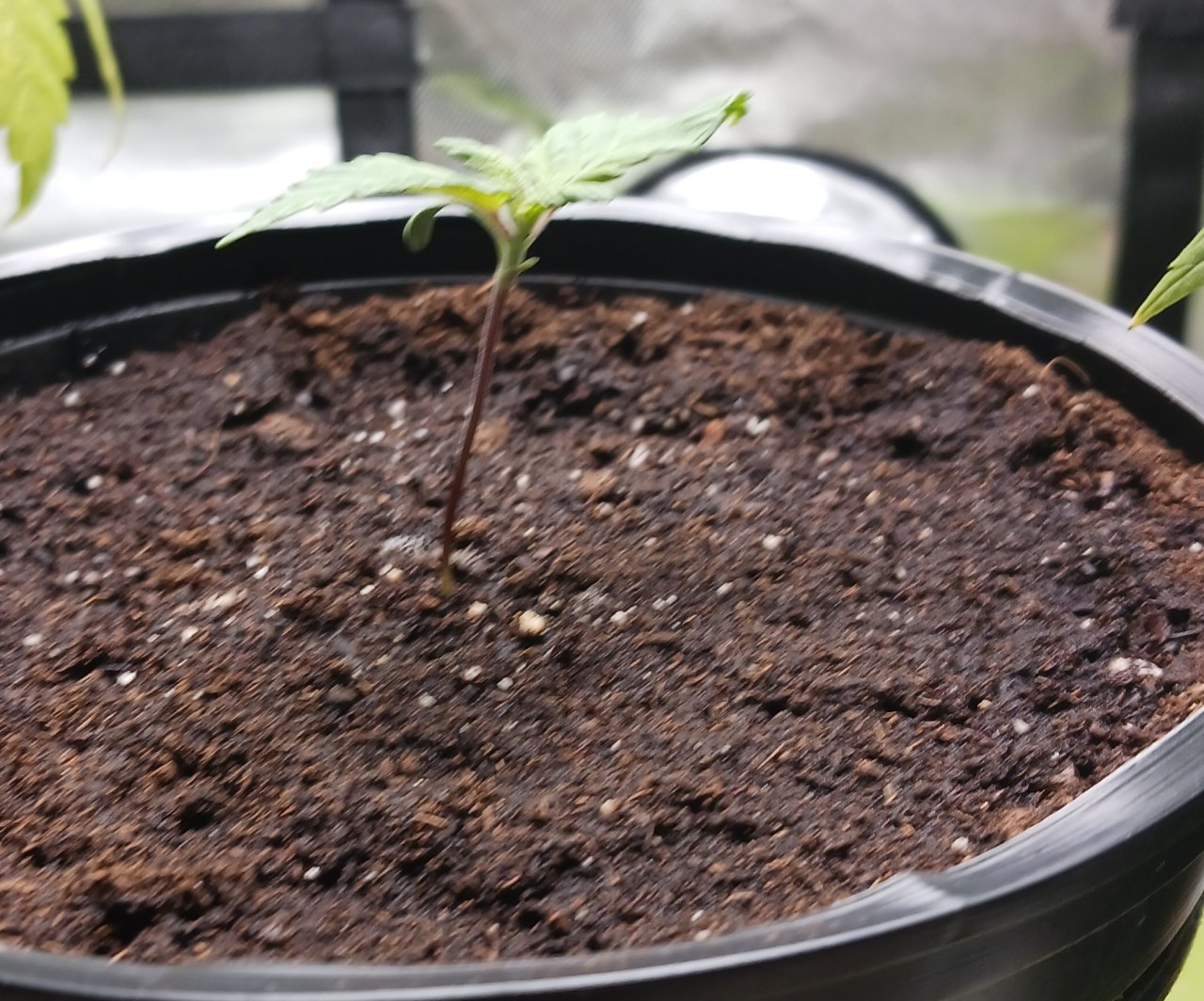 Viparspectra Grow 17 December 2022 Blueberry 1.jpg