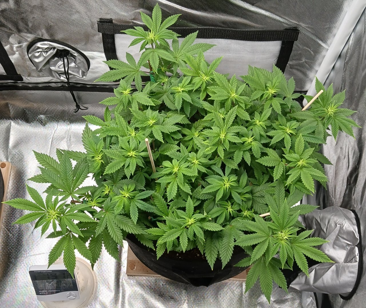 Viparspectra Grow 17 February 2023 Blueberry.jpg