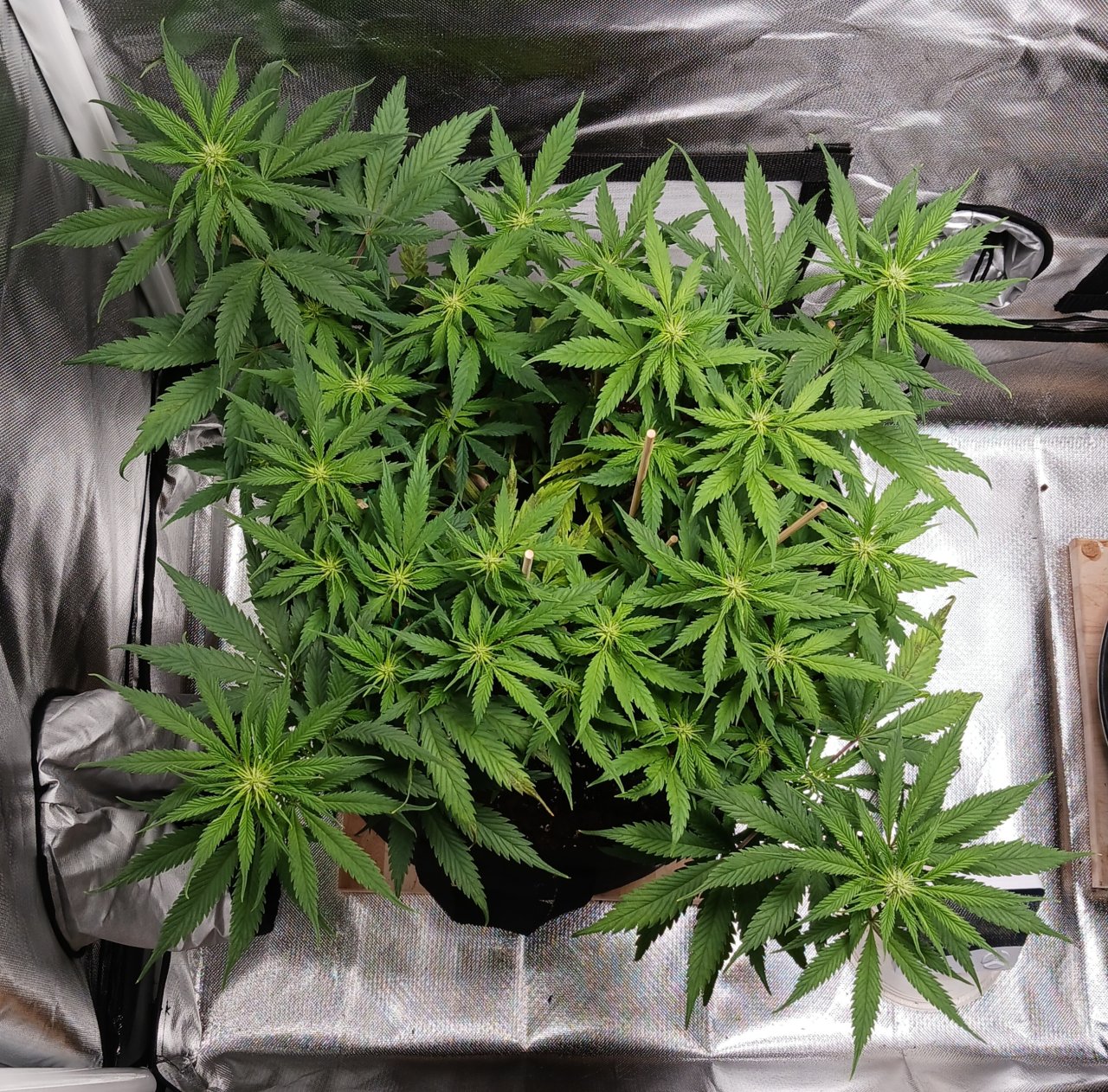 Viparspectra Grow 17 February 2023 Zkittlez.jpg