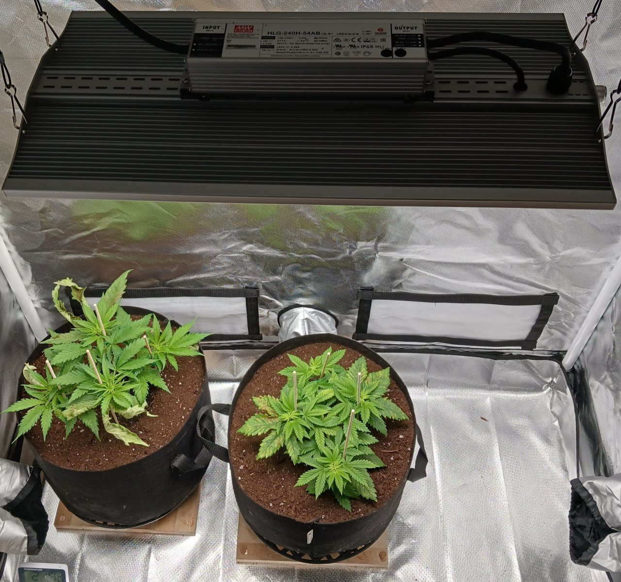 Viparspectra Grow 17 January 2023.jpg