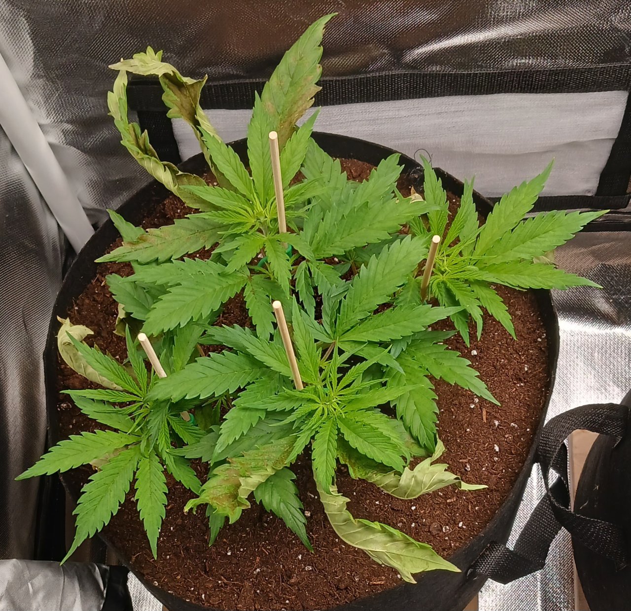 Viparspectra Grow 17 January 2023 Zkittlez.jpg