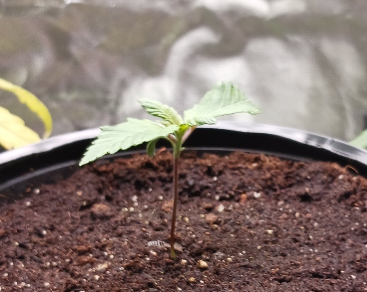 Viparspectra Grow 18 December 2022 Blueberry 1.jpg