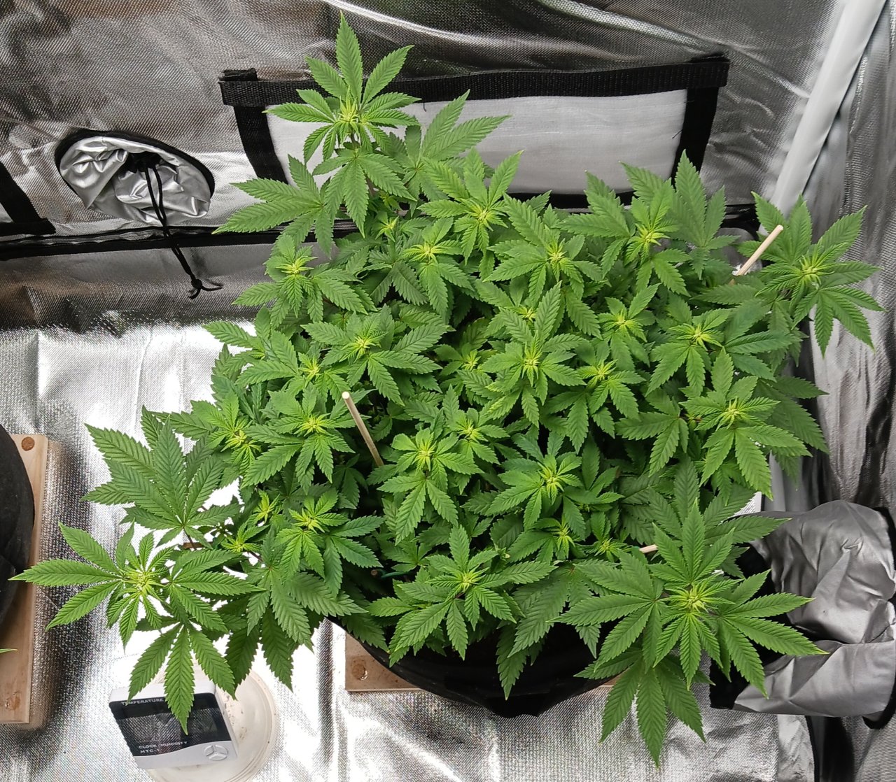 Viparspectra Grow 18 February 2023 Blueberry.jpg