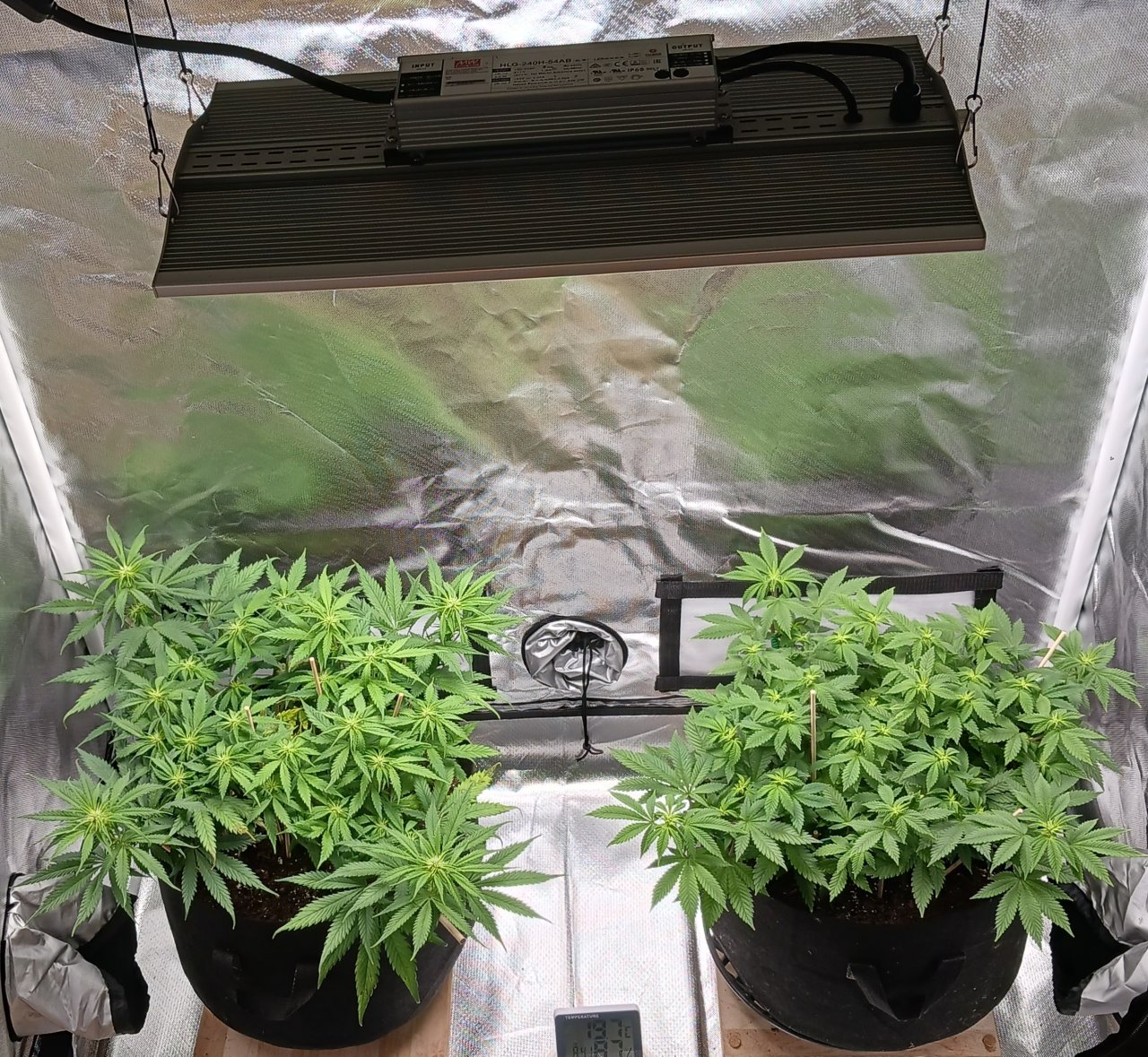 Viparspectra Grow 18 February 2023.jpg