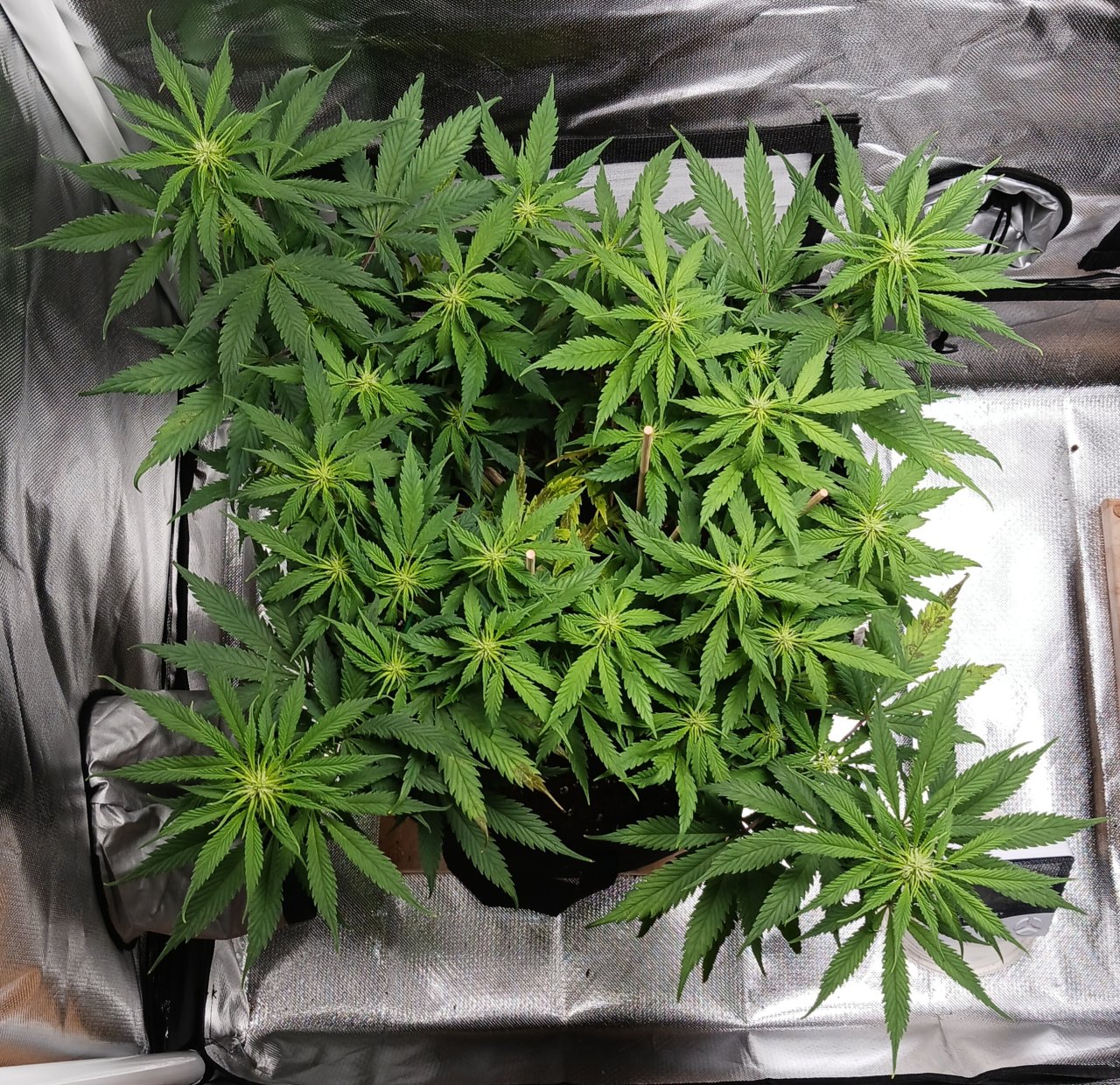 Viparspectra Grow 18 February 2023 Zkittlez.jpg