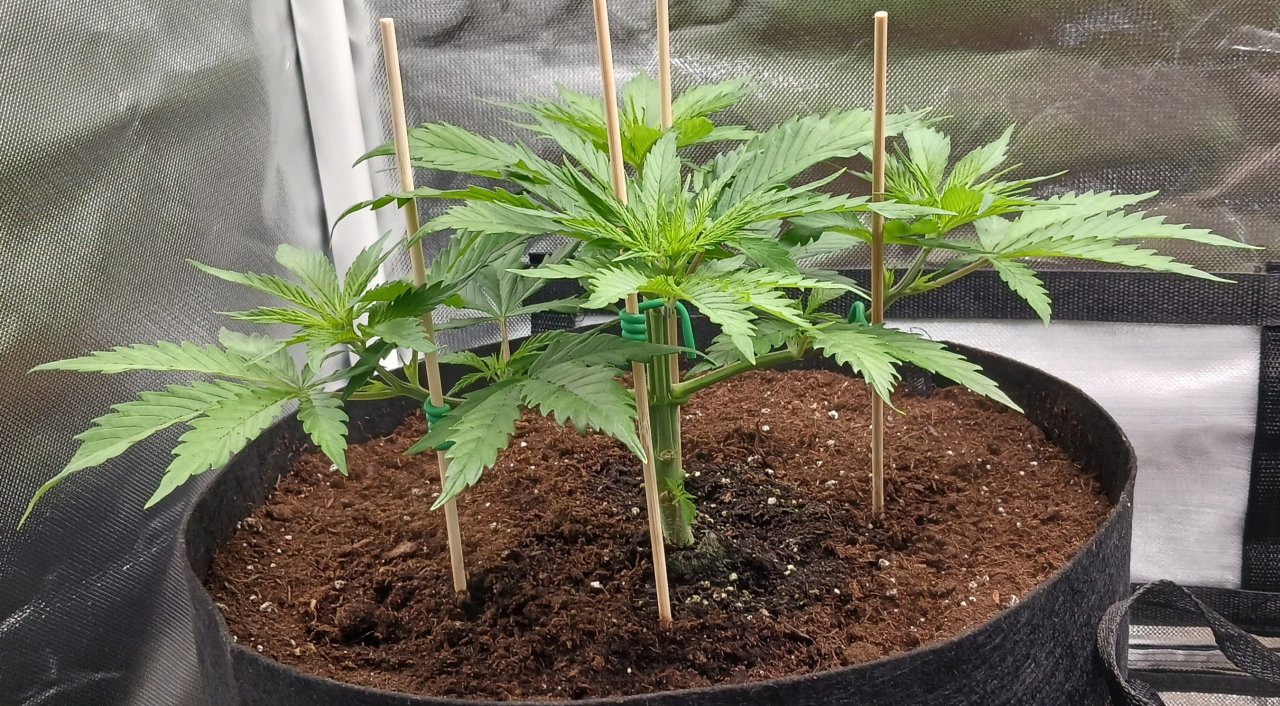 Viparspectra Grow 18 January 2023 Zkittlez 1.jpg