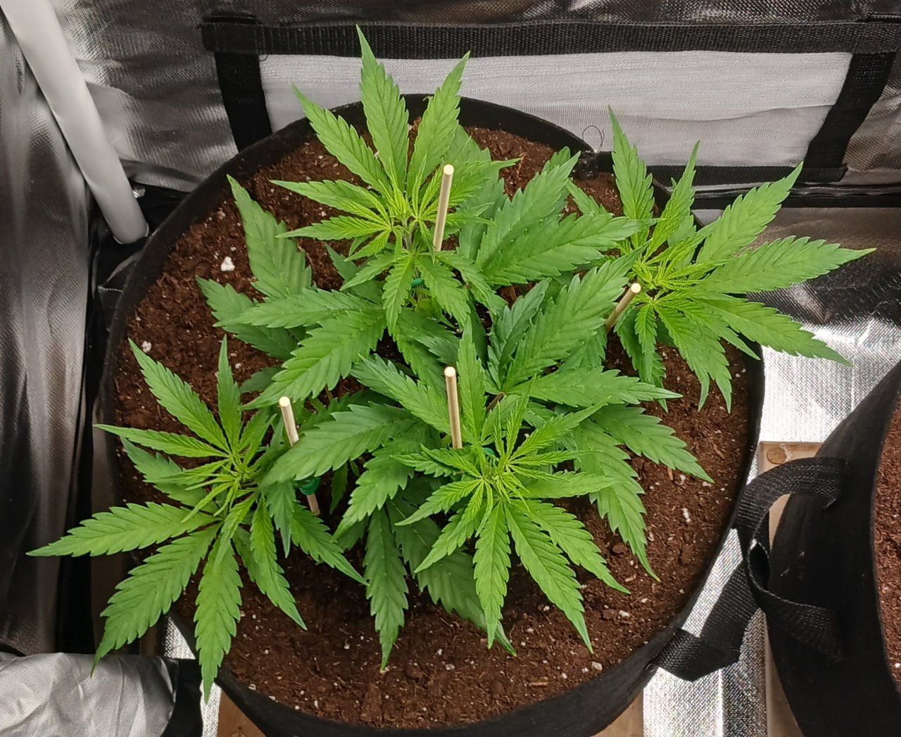 Viparspectra Grow 18 January 2023 Zkittlez.jpg