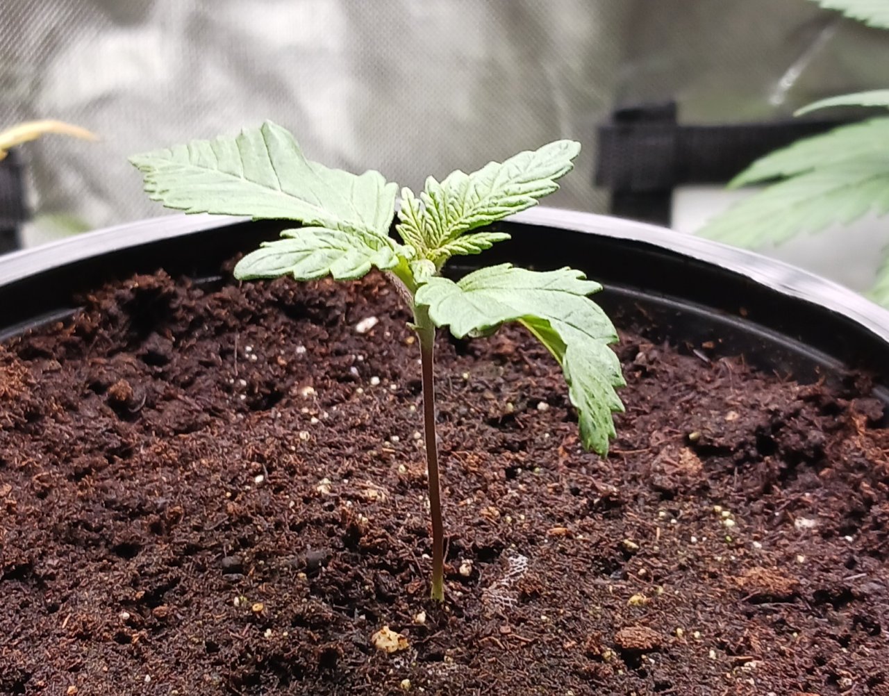 Viparspectra Grow 19 December 2022 Blueberry 1.jpg