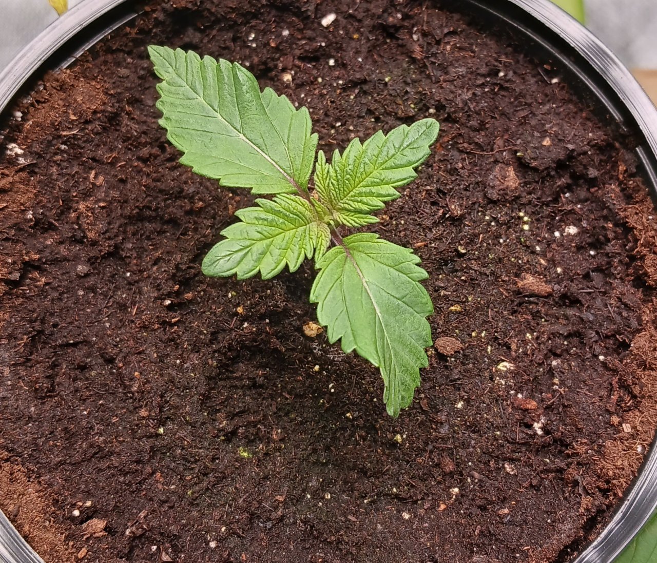 Viparspectra Grow 19 December 2022 Blueberry.jpg