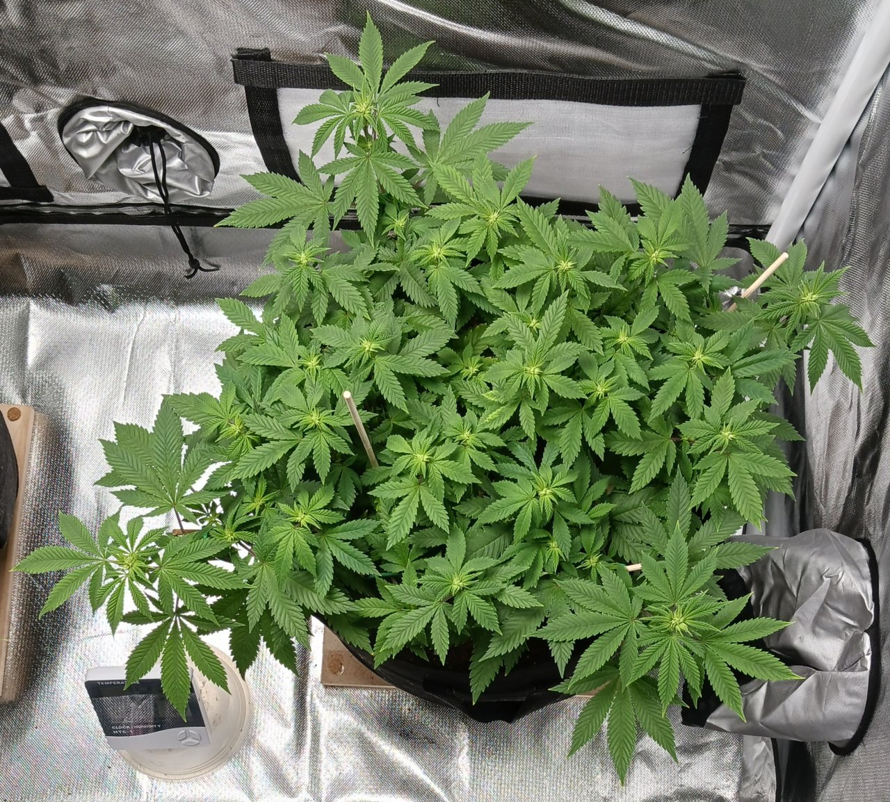 Viparspectra Grow 19 February 2023 Blueberry.jpg