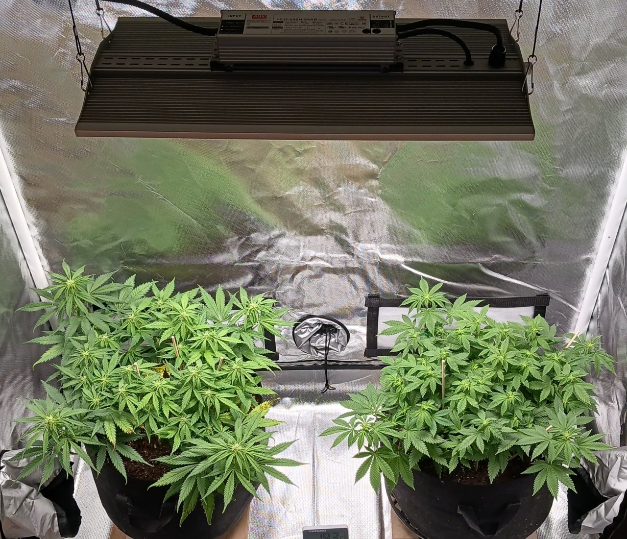 Viparspectra Grow 19 February 2023.jpg