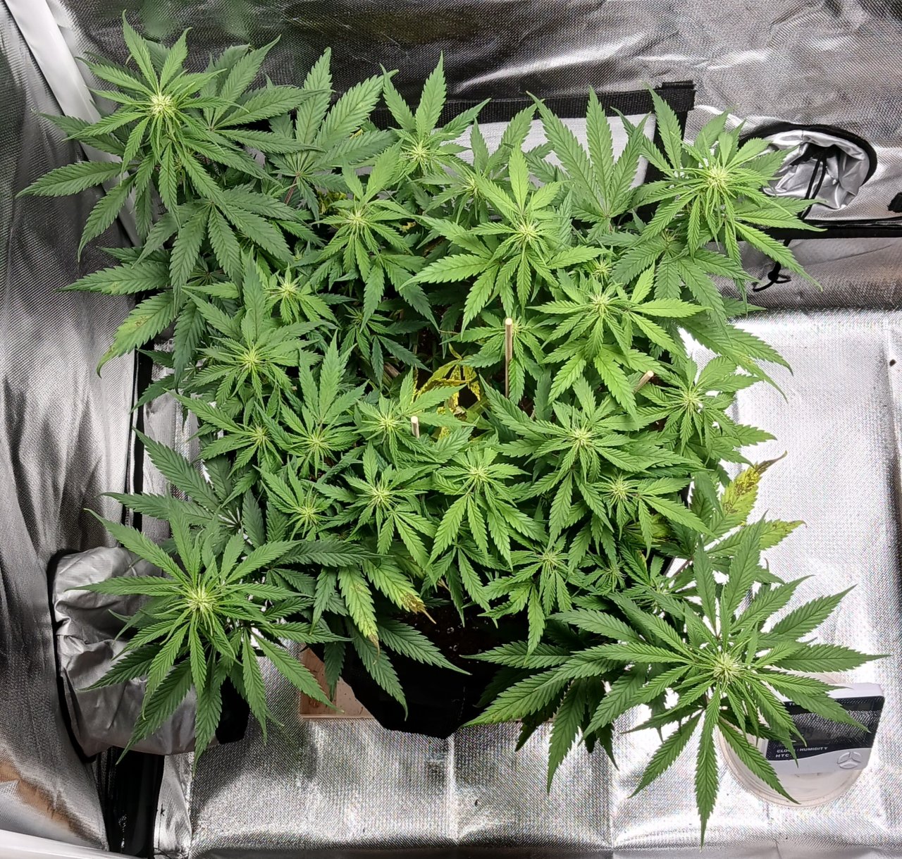 Viparspectra Grow 19 February 2023 Zkittlez.jpg