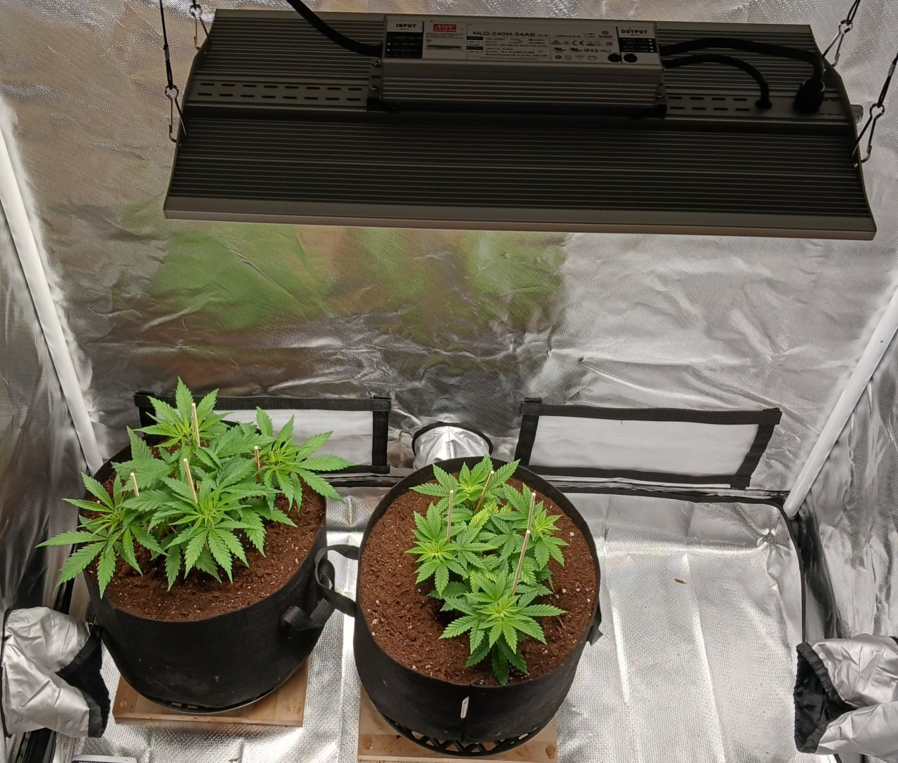 Viparspectra Grow 19 January 2023.jpg