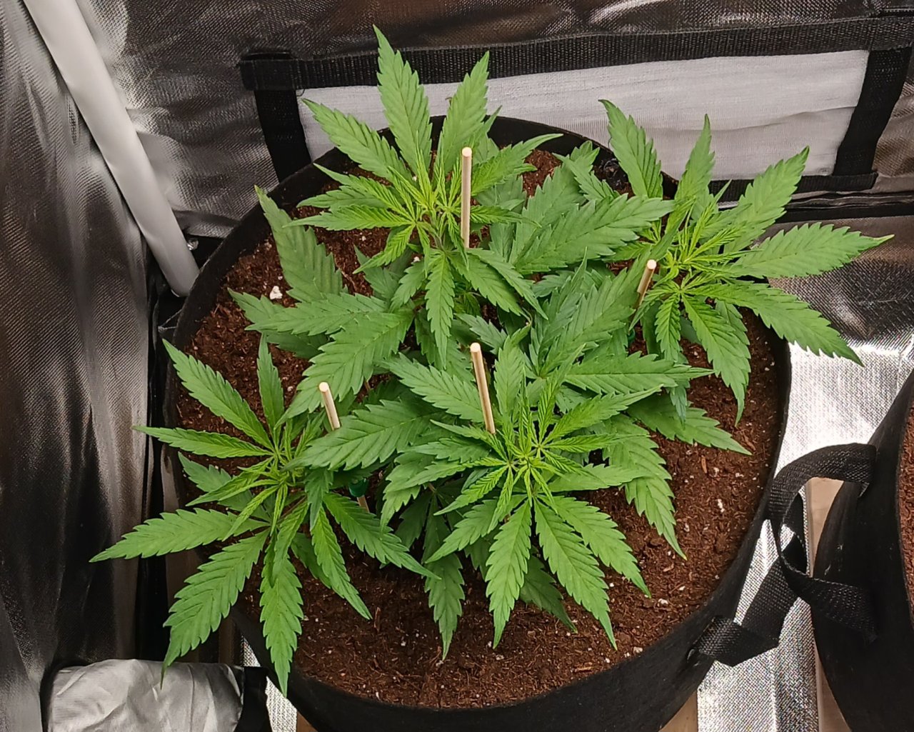 Viparspectra Grow 19 January 2023 Zkittlez.jpg