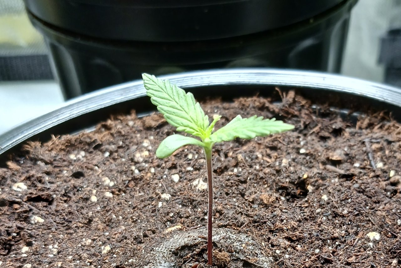 Viparspectra Grow 20 December 2022 Zkittlez 1.jpg