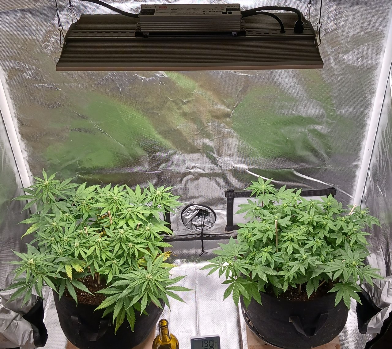 Viparspectra Grow 20 February 2023 1.jpg