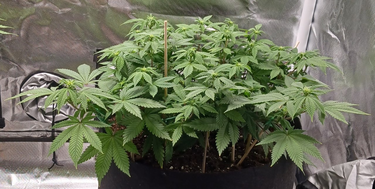 Viparspectra Grow 20 February 2023 Blueberry 1.jpg