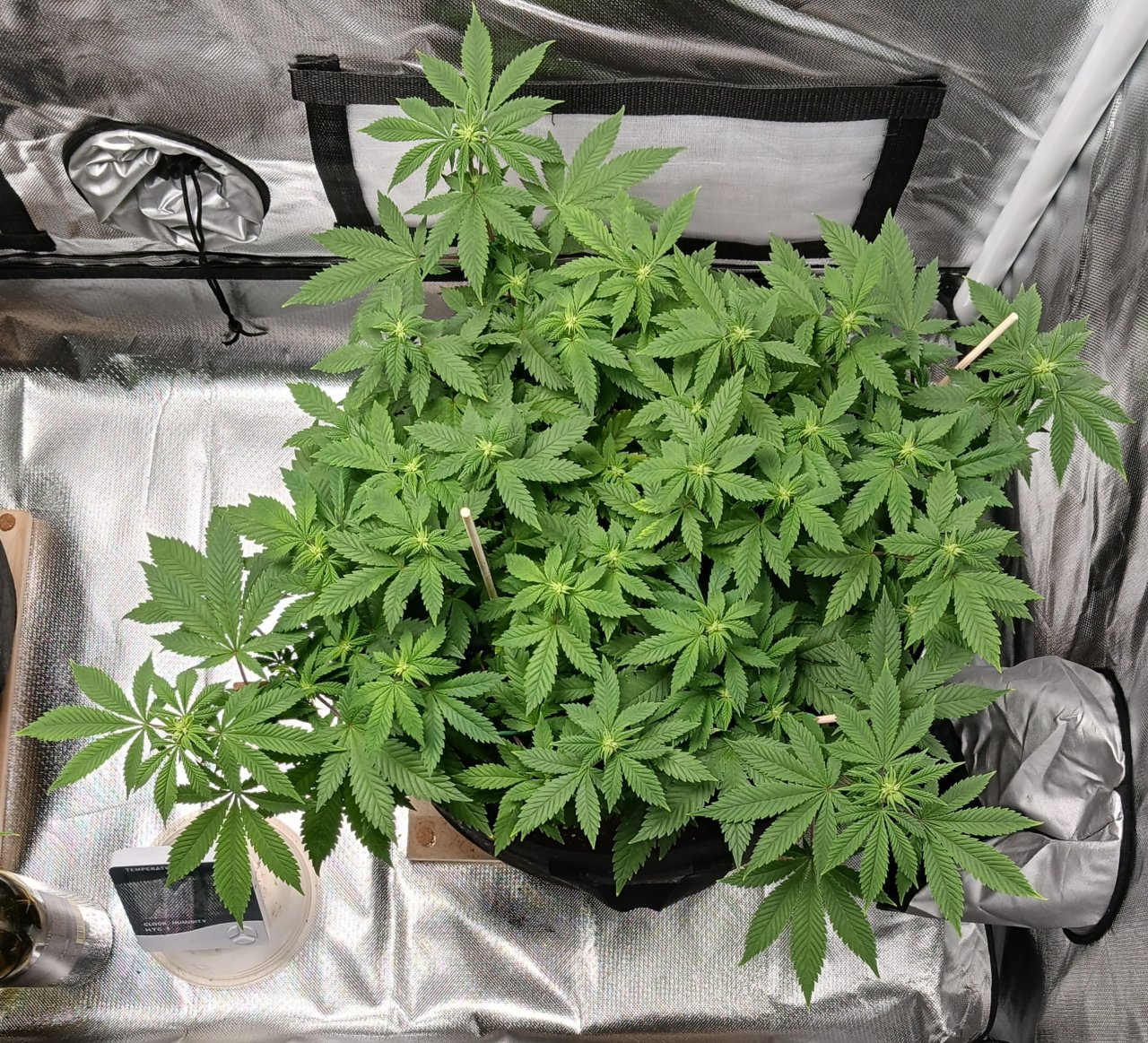 Viparspectra Grow 20 February 2023 Blueberry.jpg