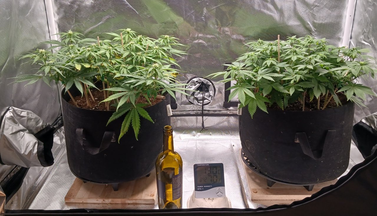 Viparspectra Grow 20 February 2023.jpg