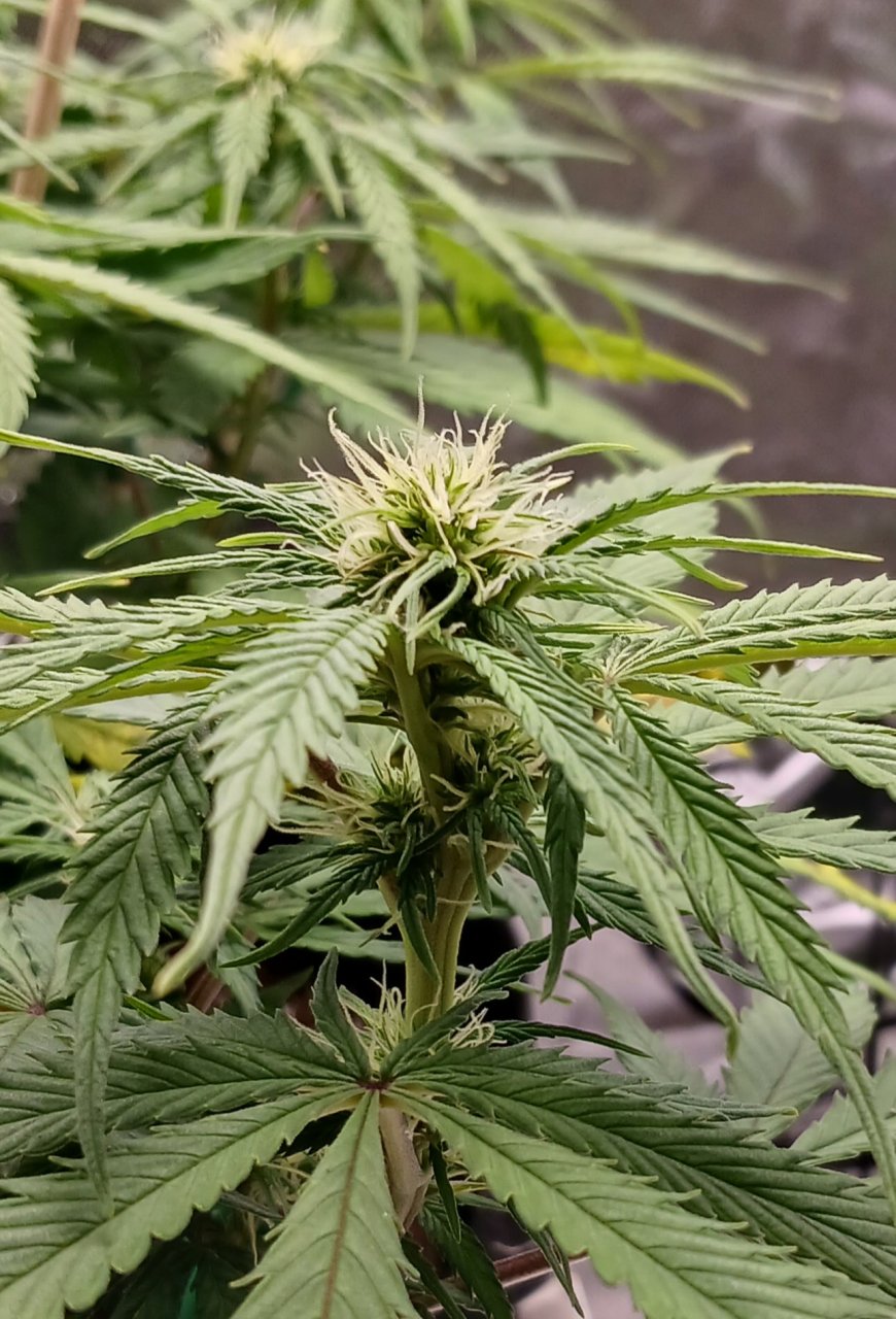 Viparspectra Grow 20 February 2023 Zkittlez bud.jpg