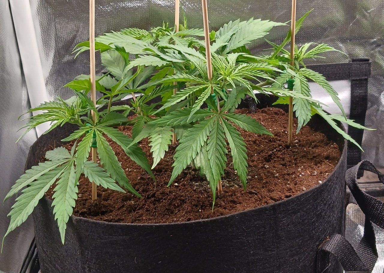 Viparspectra Grow 20 January 2023 Zkittlez 1.jpg