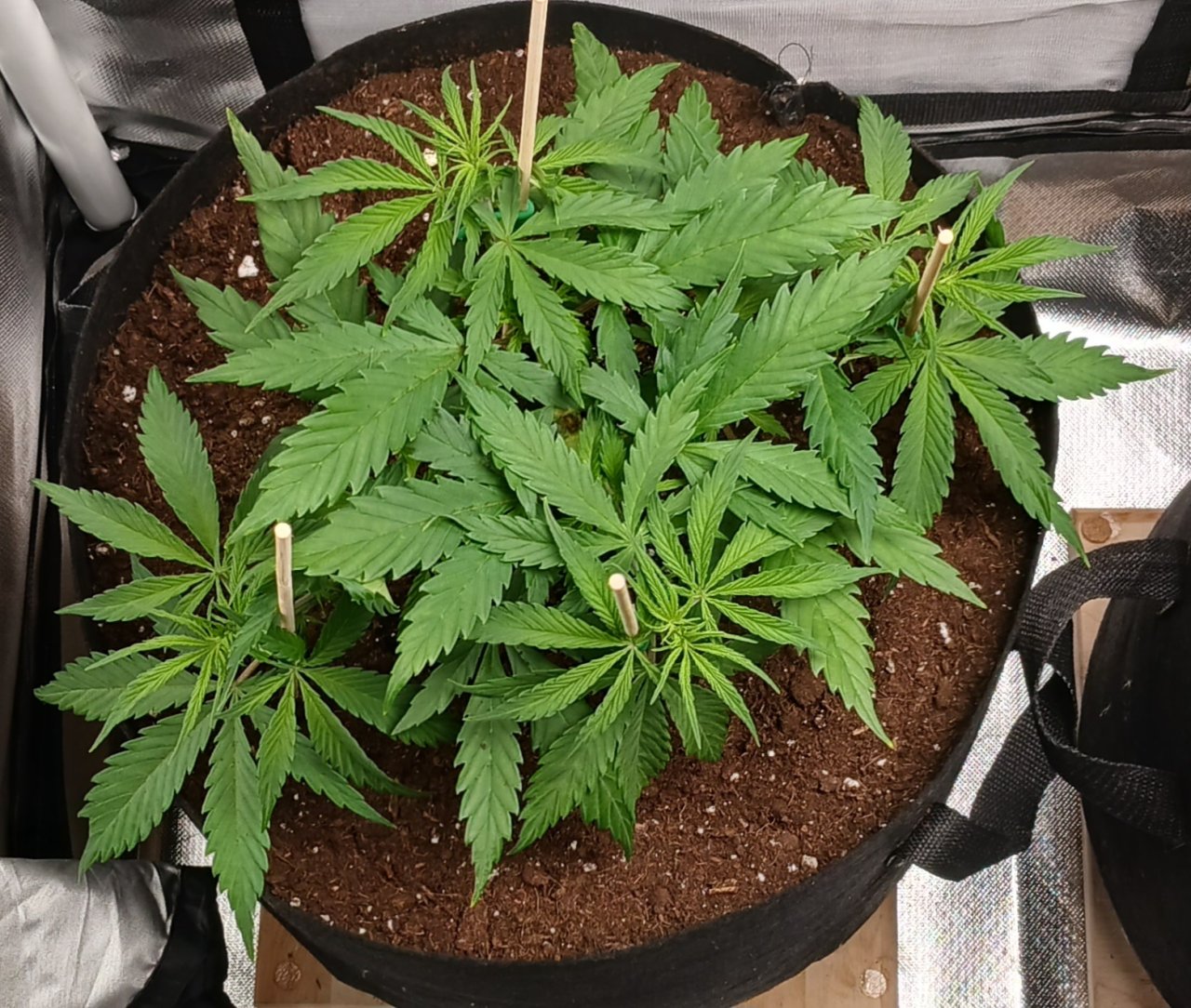 Viparspectra Grow 20 January 2023 Zkittlez.jpg