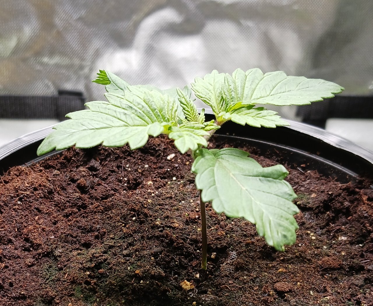 Viparspectra Grow 21 December 2022 Blueberry 1.jpg